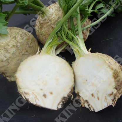 Picture of Celeriac  Asterix F1