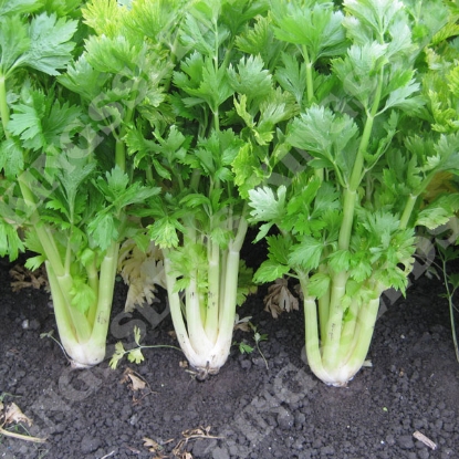 Picture of Celery  Golden Self Blanching