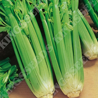 Picture of Celery  Green Utah