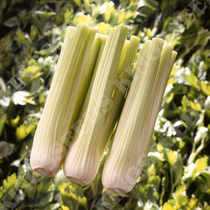 Picture of Celery  Victoria F1