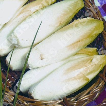 Picture of Chicory  Brussels Witloof