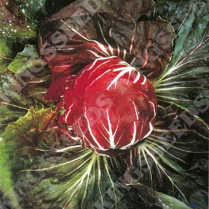 Picture of Chicory  Palla Rossa