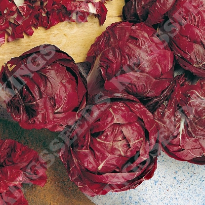 Picture of Chicory  Rossa di Verona