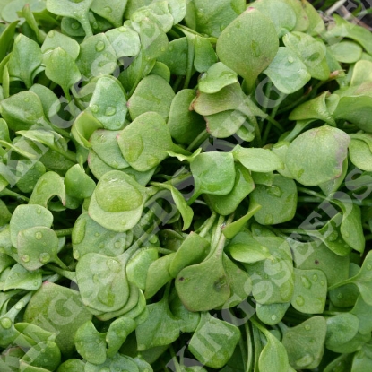 Picture of Claytonia Winter Purslane