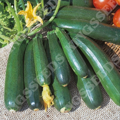 Picture of Courgette  Zucchini