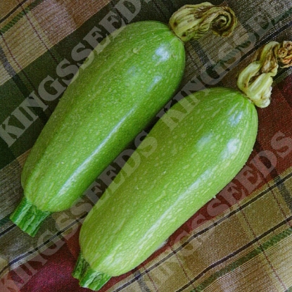 Picture of Courgette  Clarion F1 (Lebanese Type)