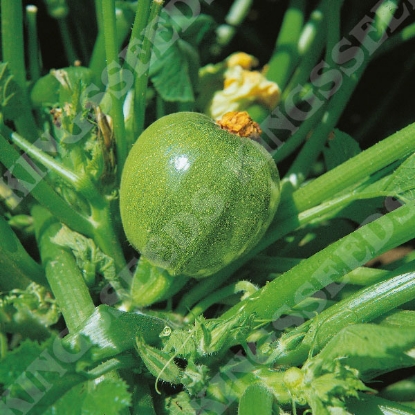 Picture of Courgette  Chiaro Tondo Di Nizza