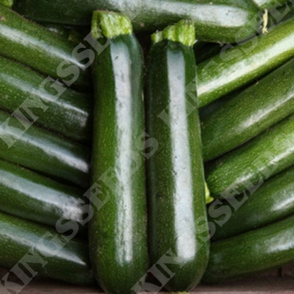 Picture of Courgette  Midnight F1