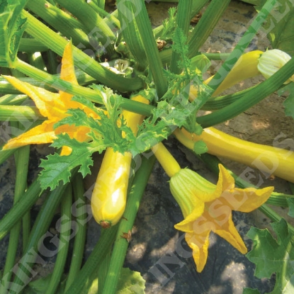 Picture of Courgette  Orelia F1