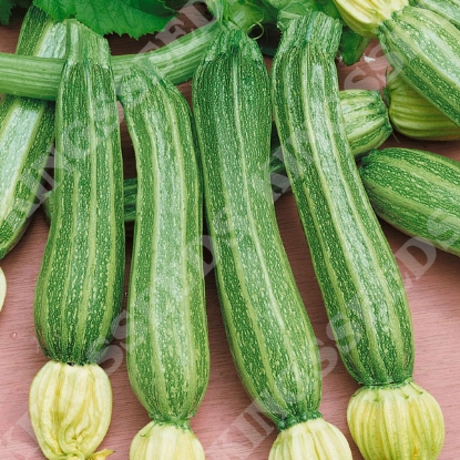 Picture of Courgette  Romanesco