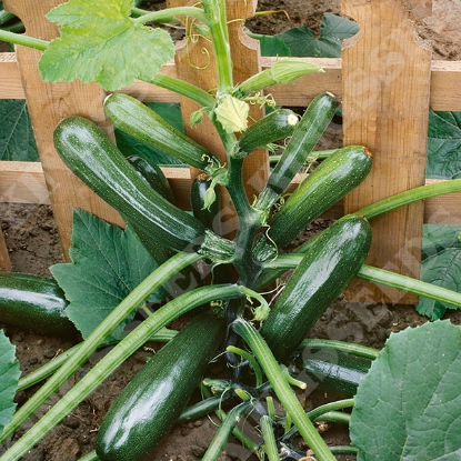 Picture of Courgette  Black Forest F1