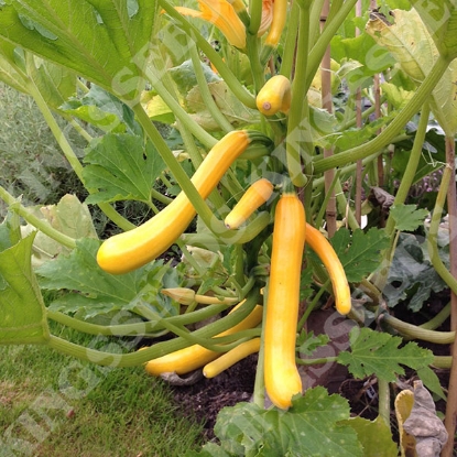 Picture of Courgette  Shooting Star F1