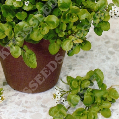 Picture of Cress American or Land