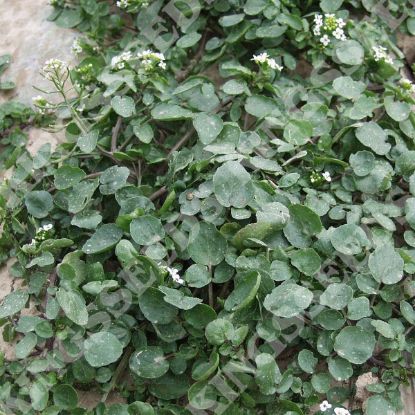 Picture of Water Cress