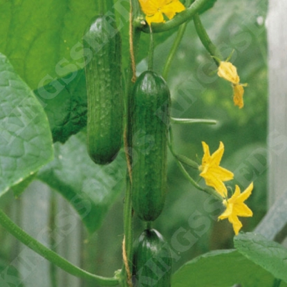 Picture of Cucumber  Passandra F1