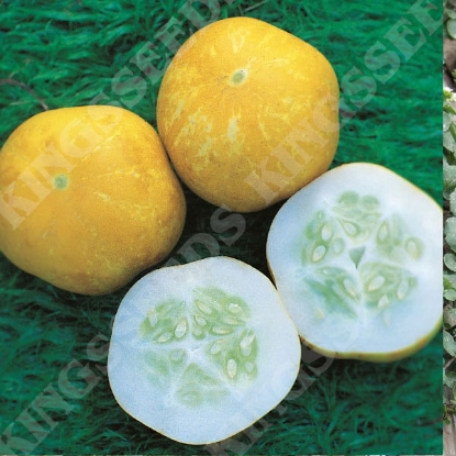 Picture of Cucumber  Crystal Lemon