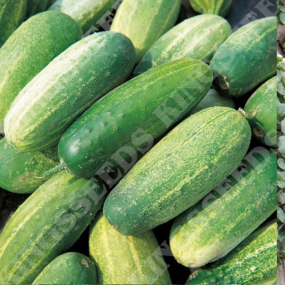 Picture of Cucumber  Gherkin National