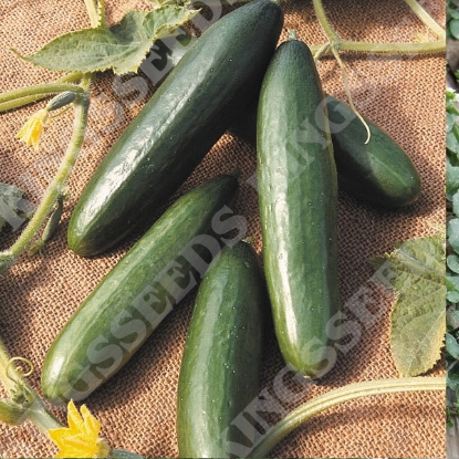 Picture of Cucumber  La Diva