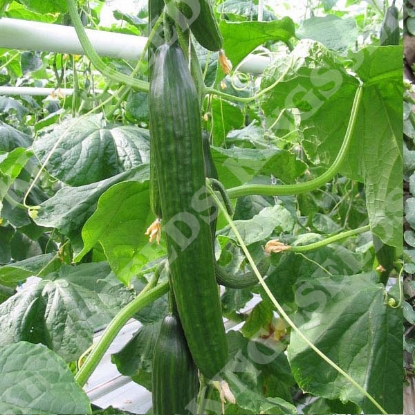 Picture of Cucumber  Femspot F1