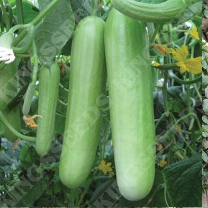 Picture of Cucumber  Delistar F1