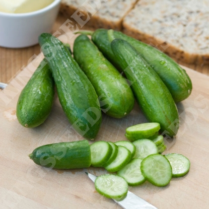 Picture of Cucumber  Mini Munch F1