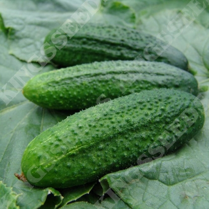 Picture of Cucumber  Partner F1 (Gherkin)