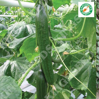 Picture of Cucumber  Carmen F1