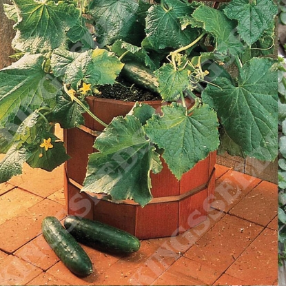 Picture of Cucumber  Bush Champion F1