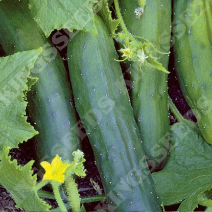 Picture of Cucumber Marketmore 76