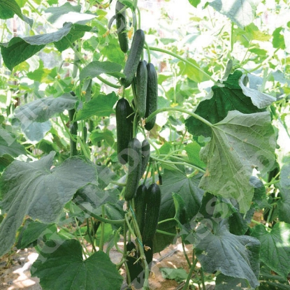 Picture of Cucumber Merlin F1