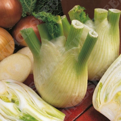 Picture of Fennel  Sweet Florence (Feoniculum vulgare Mill)