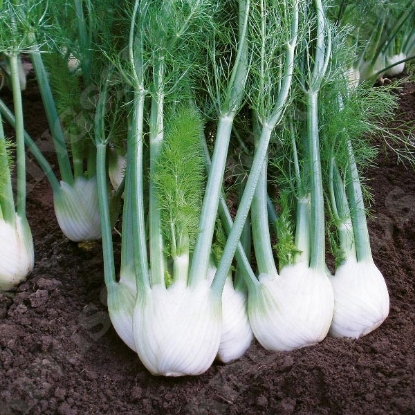 Picture of Fennel  Rondo F1