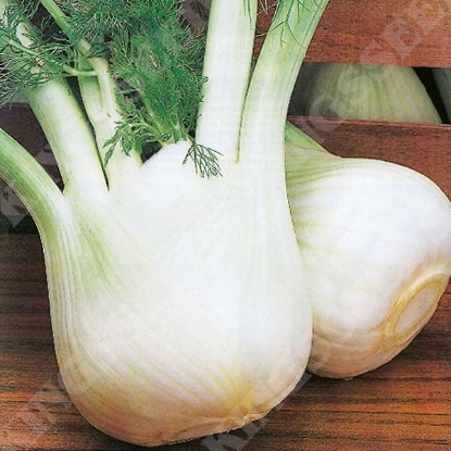 Picture of Fennel  Romanesco