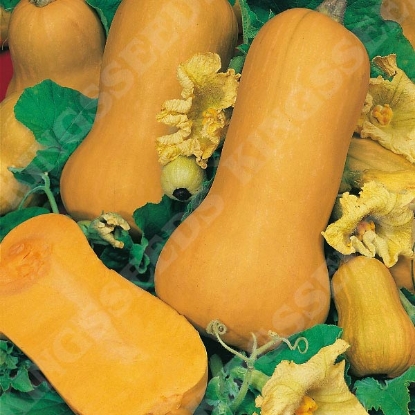 Picture of Winter Squash  Butternut