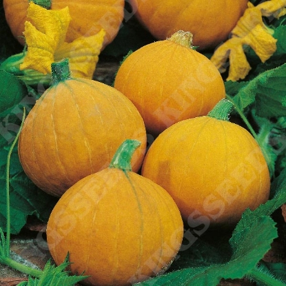 Picture of Winter Squash  Gold Nugget