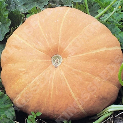 Picture of Pumpkin  Hundredweight (Cucubita maxima)