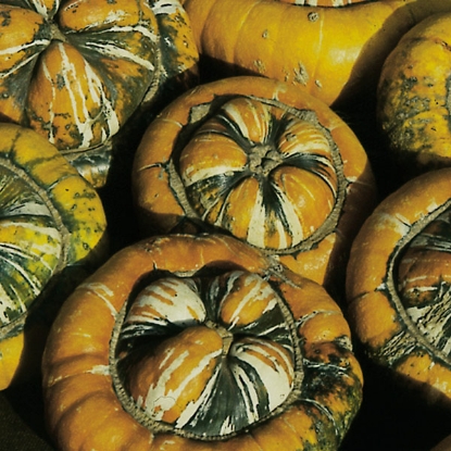 Picture of Winter Squash  Turks Turban (Cucubita pepo)