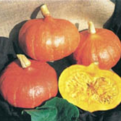 Picture of Winter Squash  Uchiki Kuri (Cucubita pepo)