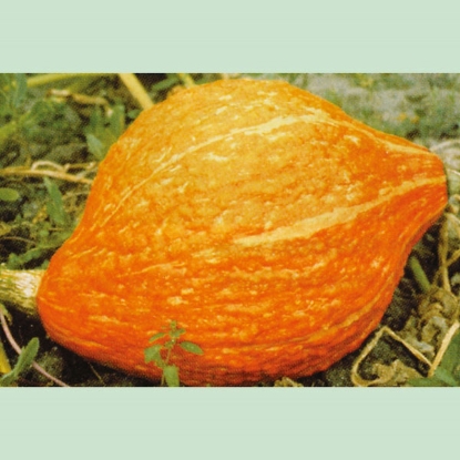 Picture of Winter Squash  Golden Hubbard