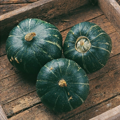 Picture of Winter Squash  Buttercup