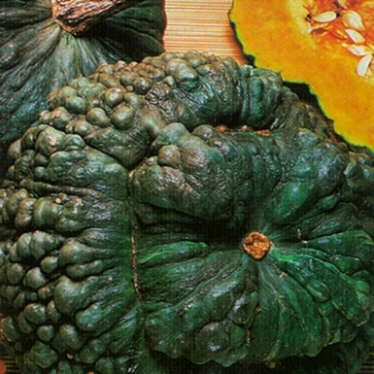 Picture of Winter Squash  Marina di Chioggia (Kabocha Squash)