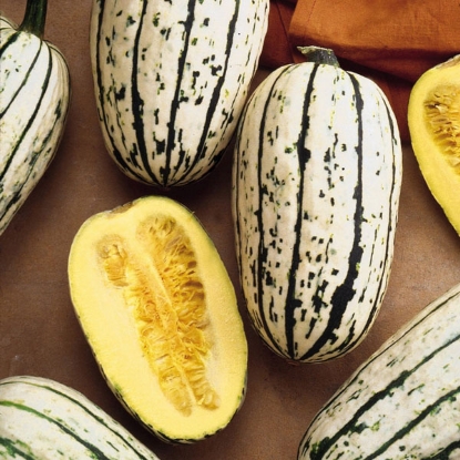 Picture of Winter Squash  Cornells Bush Delicata