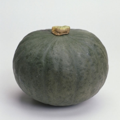 Picture of Winter Squash  Blue Kuri