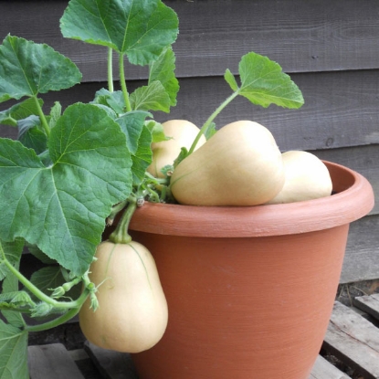 Picture of SALE - Squash  Butterbush F1