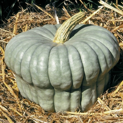 Picture of Squash  Queensland Blue