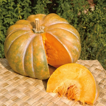 Picture of Winter Squash Musquee de Provence