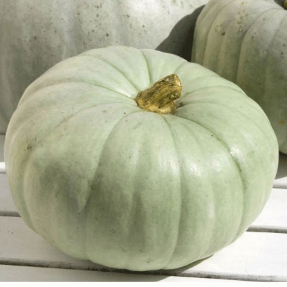 Picture of Winter Squash Bush Baby