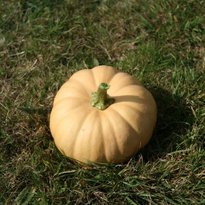 Picture of Squash Butternut  Autumn Crown F1