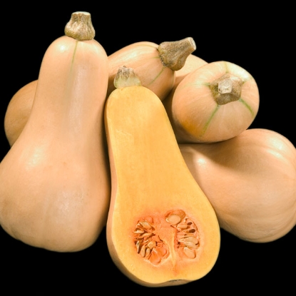 Picture of Squash Winter Butternut Hunter F1 (RHS Award of Garden Merit)