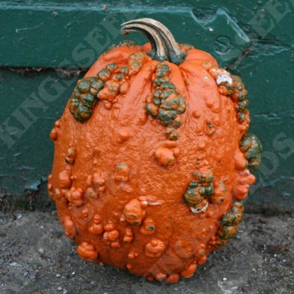 Picture of Pumpkin  Goosebumps